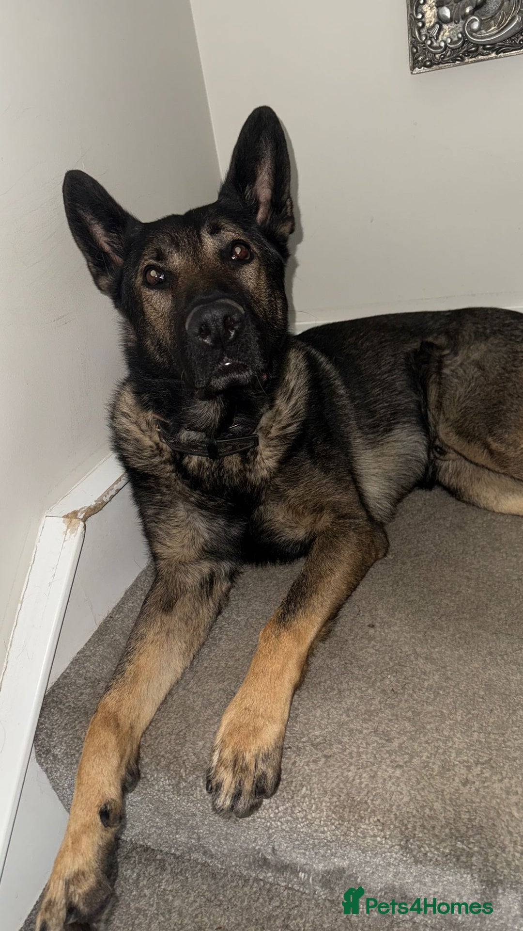 German Shepherd dogs for sale: Tyshunde memphis - Advert 13