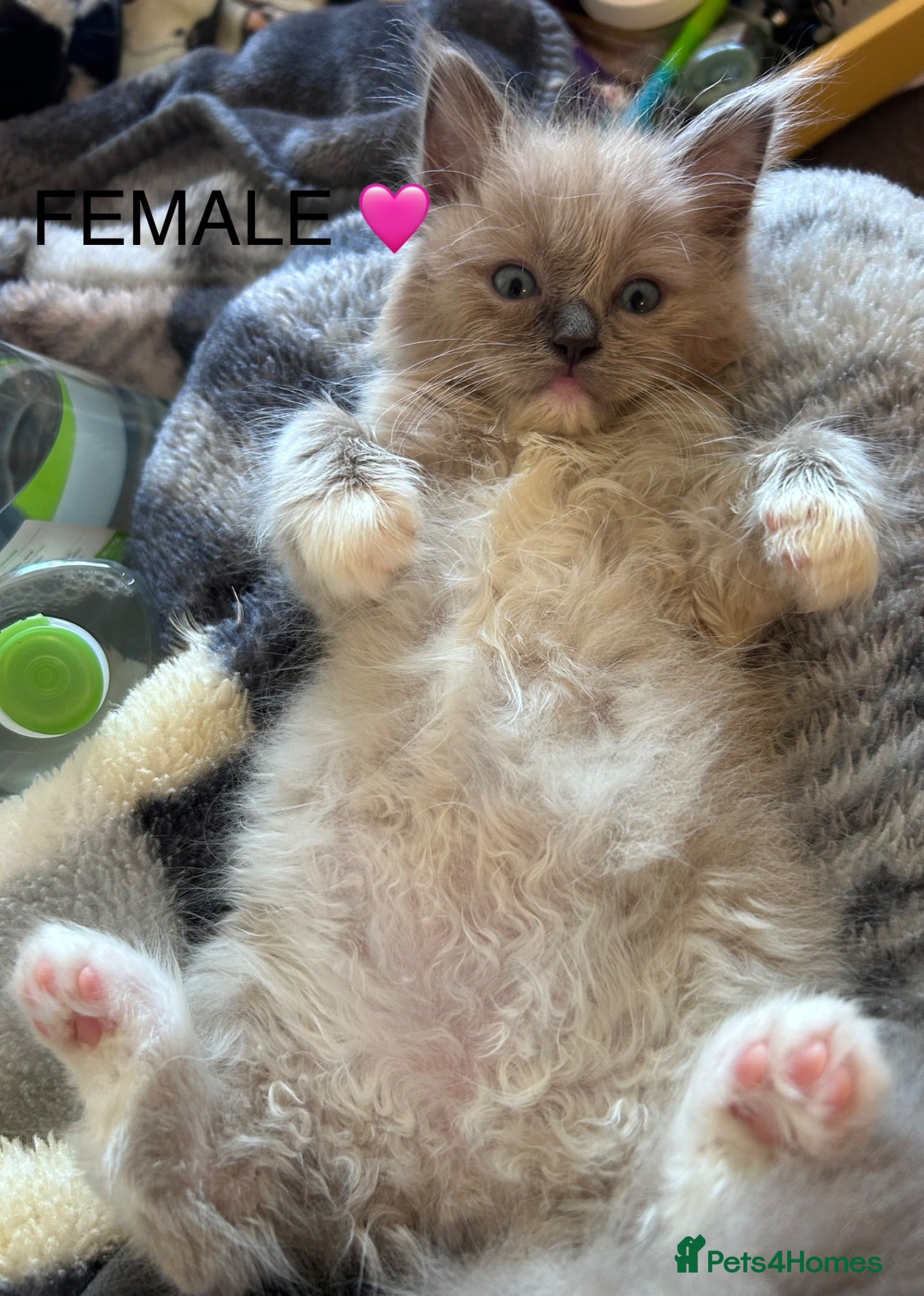 Ragdoll cats 😻 STUNNING MINK RAGDOLL KITTENS 😻 - Advert 2