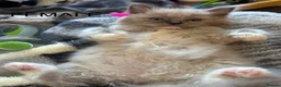 Ragdoll cats for sale: 😻 STUNNING MINK RAGDOLL KITTENS 😻 - Advert 2