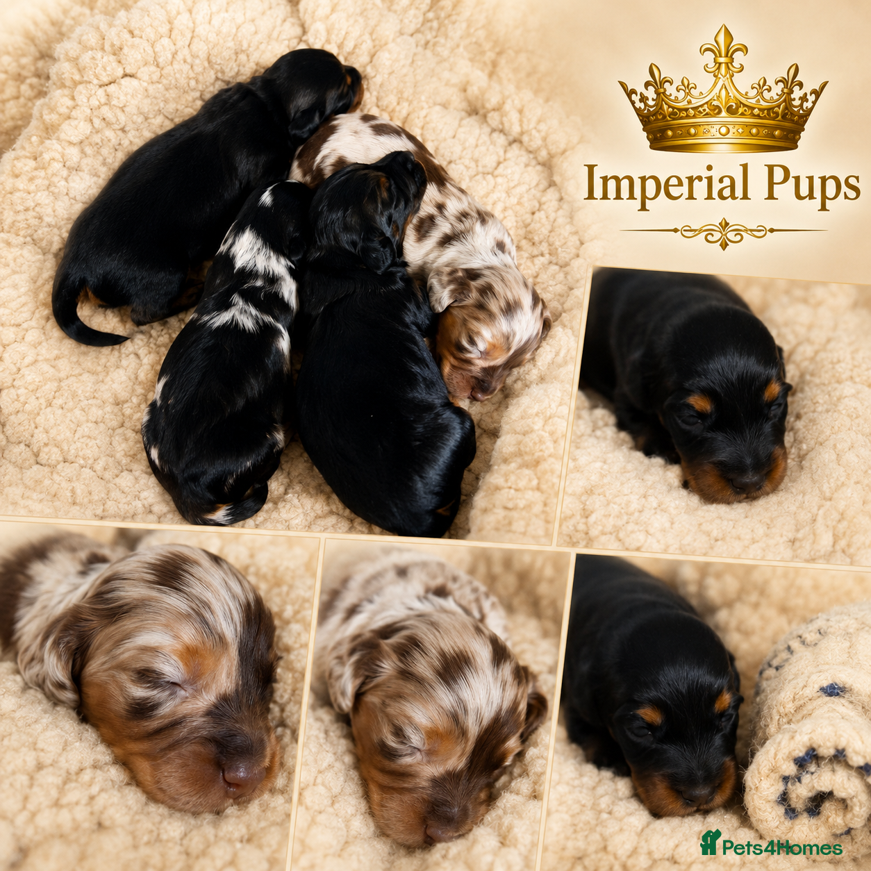 Miniature Dachshund dogs Pedigree Long Hair Mini dapples and tans pups - Advert 16