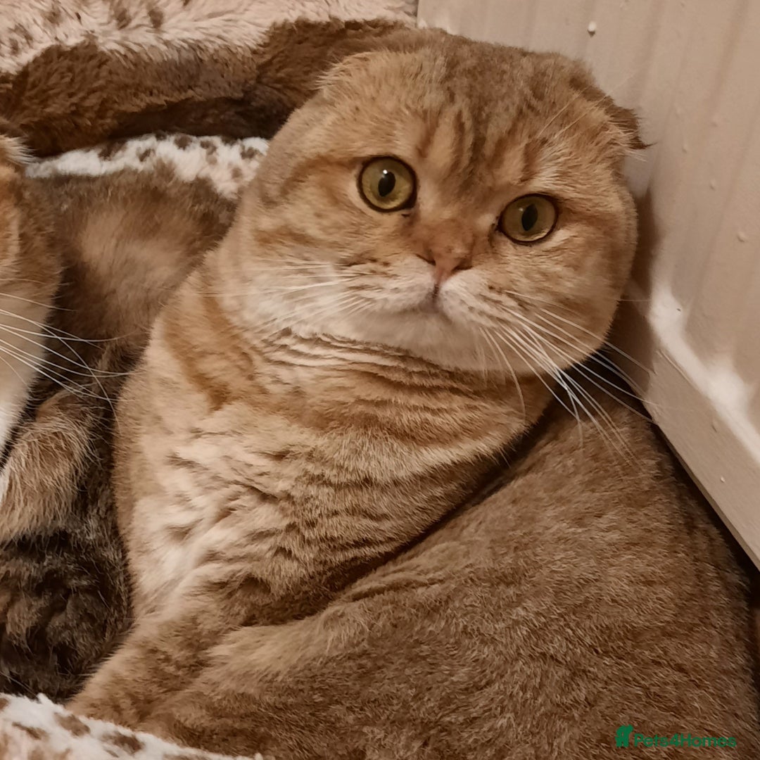 Scottish Fold cats for sale: TICA Reg: Scottish Fold Neutered Girl Kittens - Advert 20