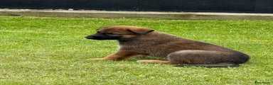 Puppy  2
