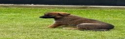 Mixed Breed dogs for sale: Belgium shepherd x German Shpherd - Advert 9