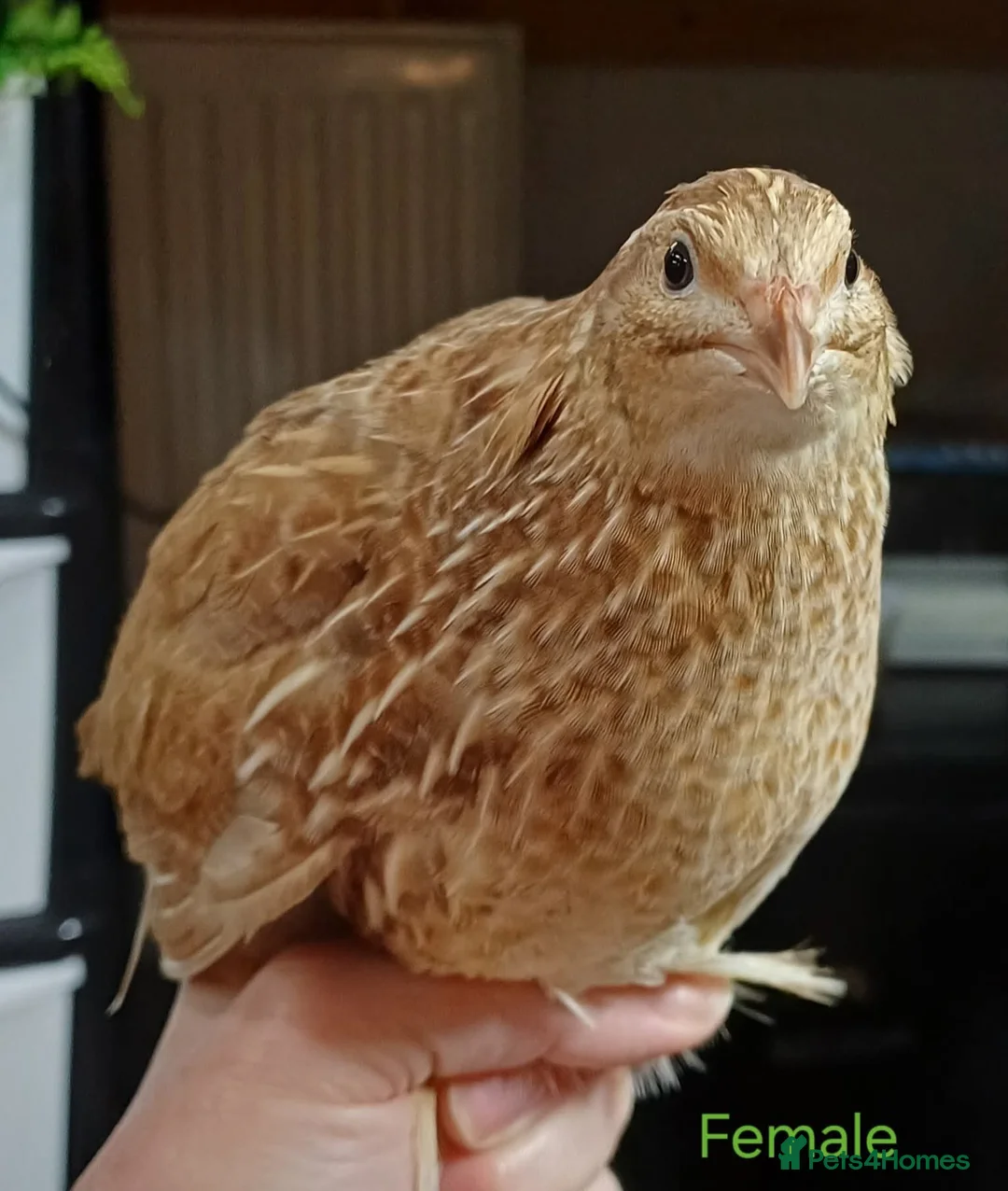 Quail poultry for sale: Coturnix quail - Advert 1