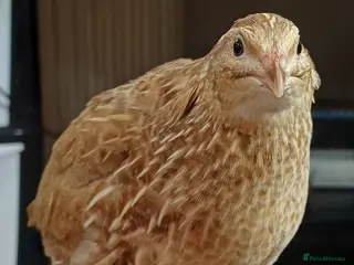 Quail poultry Coturnix quail - Advert 1