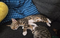 Bengal cats for sale: Bengal X kittens - Image 27
