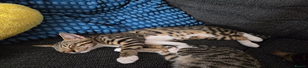 Bengal Kitten 2