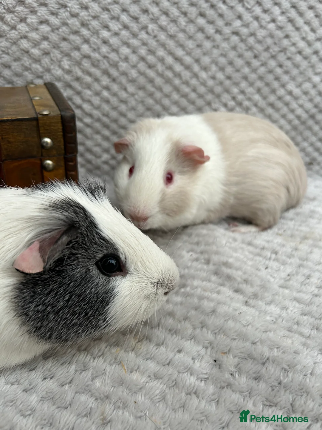Guinea Pig rodents for sale: Young male guinea pigs - Advert 2