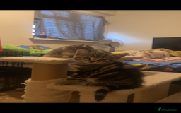 Mixed Breed cats for sale: Two tabby kittens available now £80 - Image 7