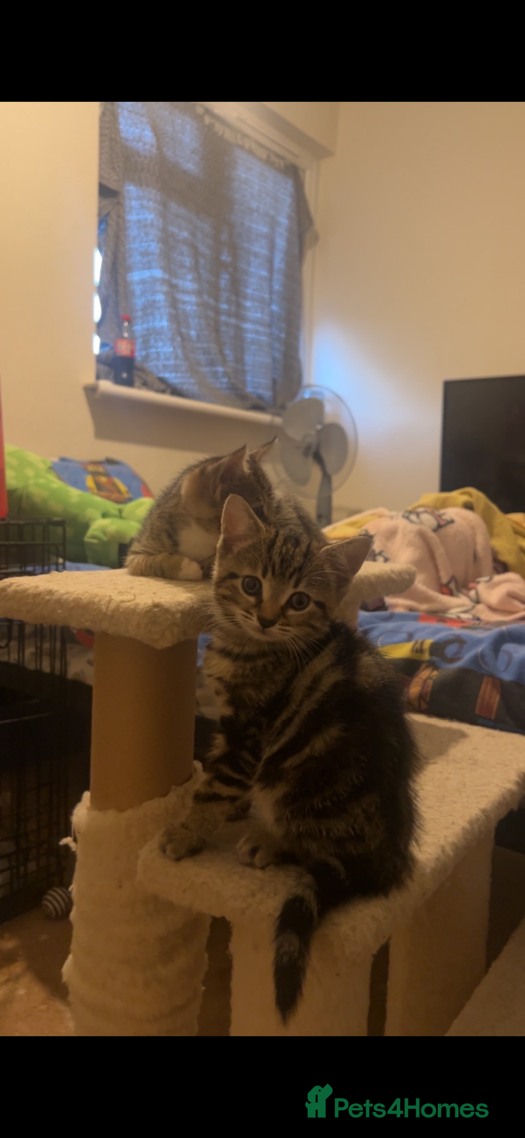 Mixed Breed cats for sale: Two tabby kittens available now £80 - Image 7