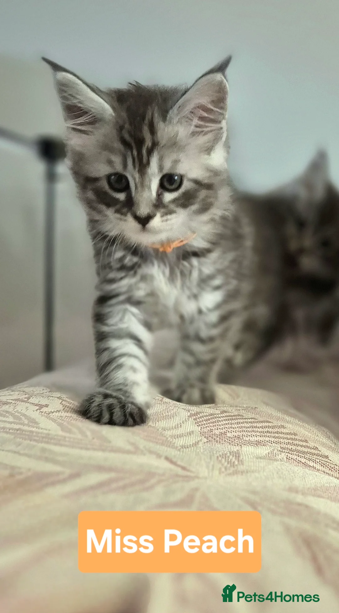 Maine Coon cats for sale: 🎀 Outstanding GCCF Pedigree Maine Coon Kittens  - Advert 12