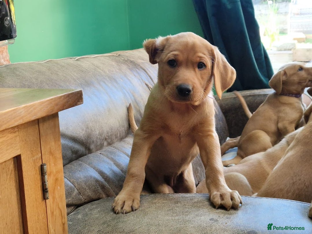 Labrador Retriever dogs for sale: KC Reg Fox-red Lab puppies, working type - Image 19