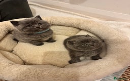 British Shorthair cats for sale: British Shorthair Blue 3 Girls GCCF registered  - Image 4