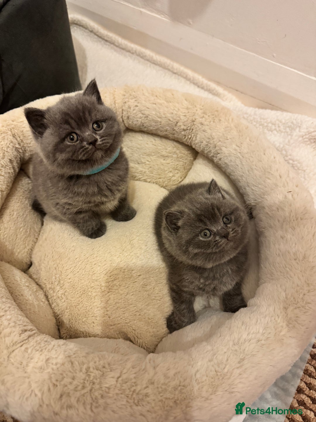 British Shorthair cats for sale: British Shorthair Blue 3 Girls GCCF registered  - Image 4