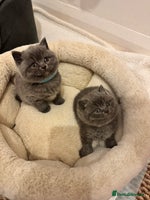 British Shorthair cats - Advert 3