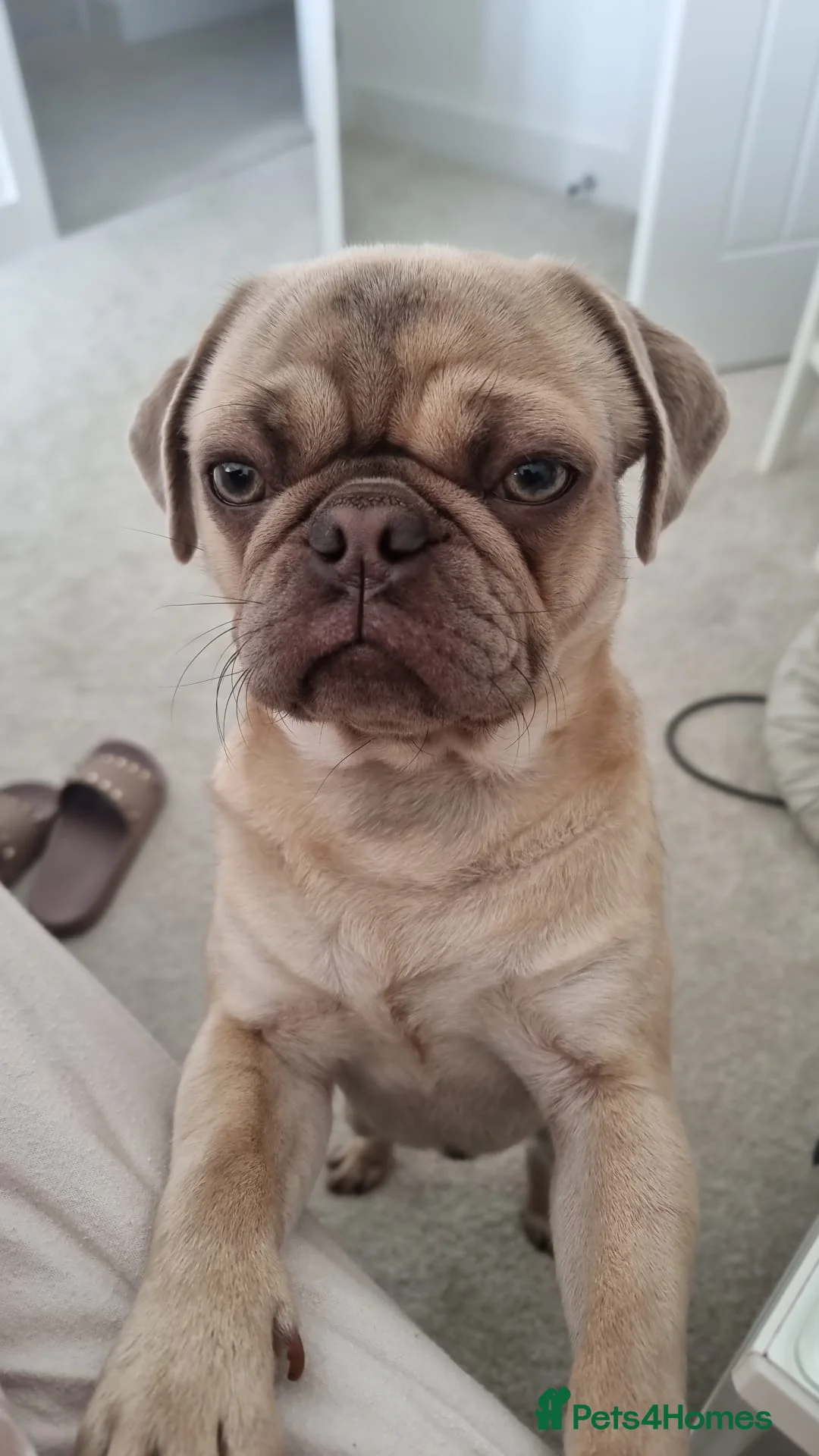 Pug dogs for stud: KC Lilac fawn pug for stud in Cockermouth - Advert 6