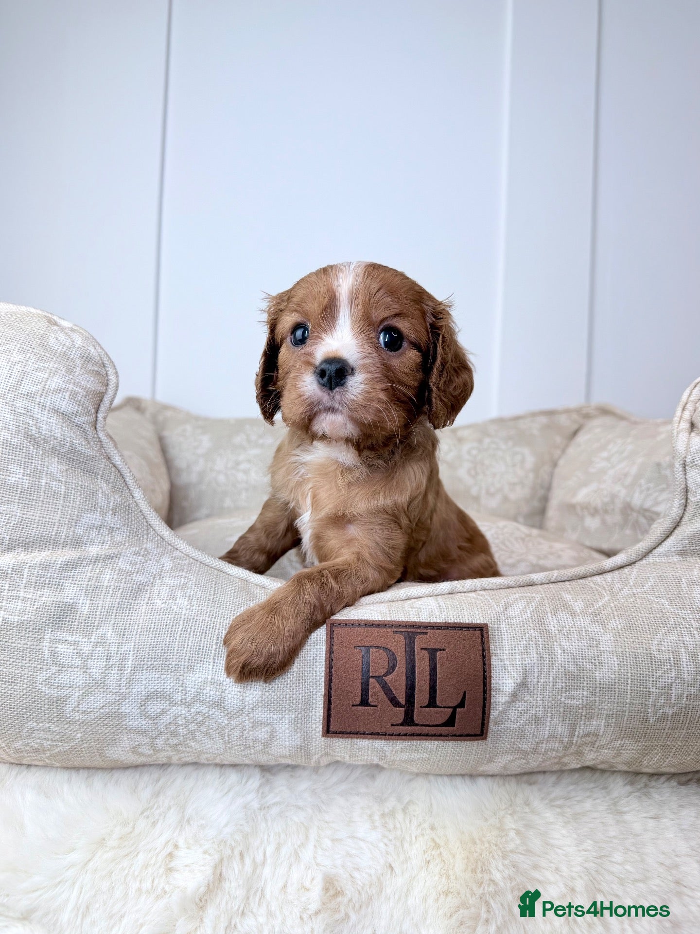 Cavalier King Charles Spaniel dogs KC registered Cavalier King Charles Spaniel.  - Advert 1