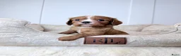 Cavalier King Charles Spaniel dogs for sale: KC registered Cavalier King Charles Spaniel.  - Advert 14