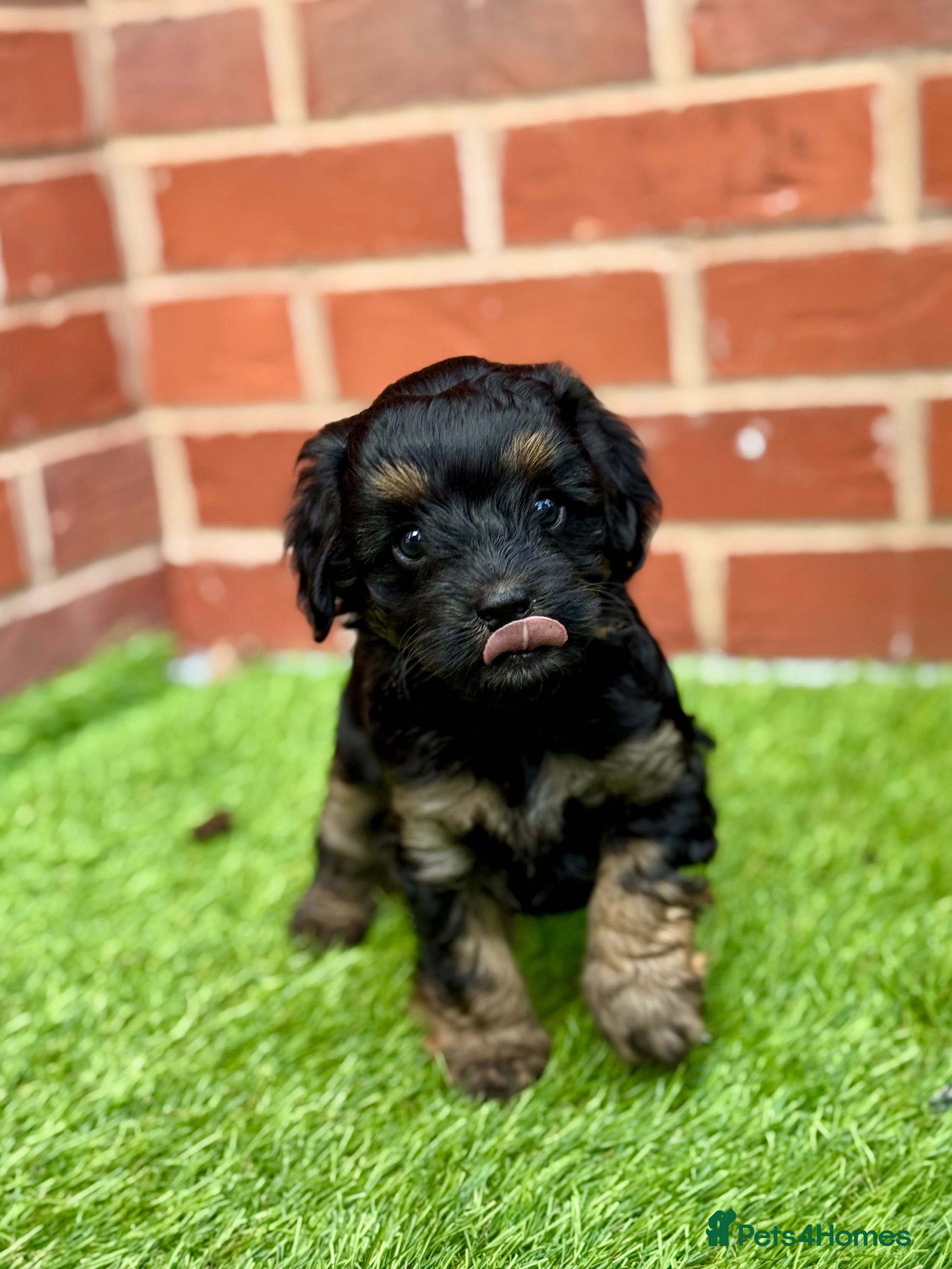 Aussiedoodle dogs F1b Miniature Aussiedoo puppies - Advert 2