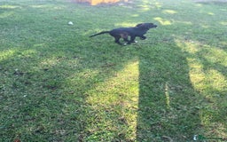 Mixed Breed dogs for sale: Puppy’s  - Image 3