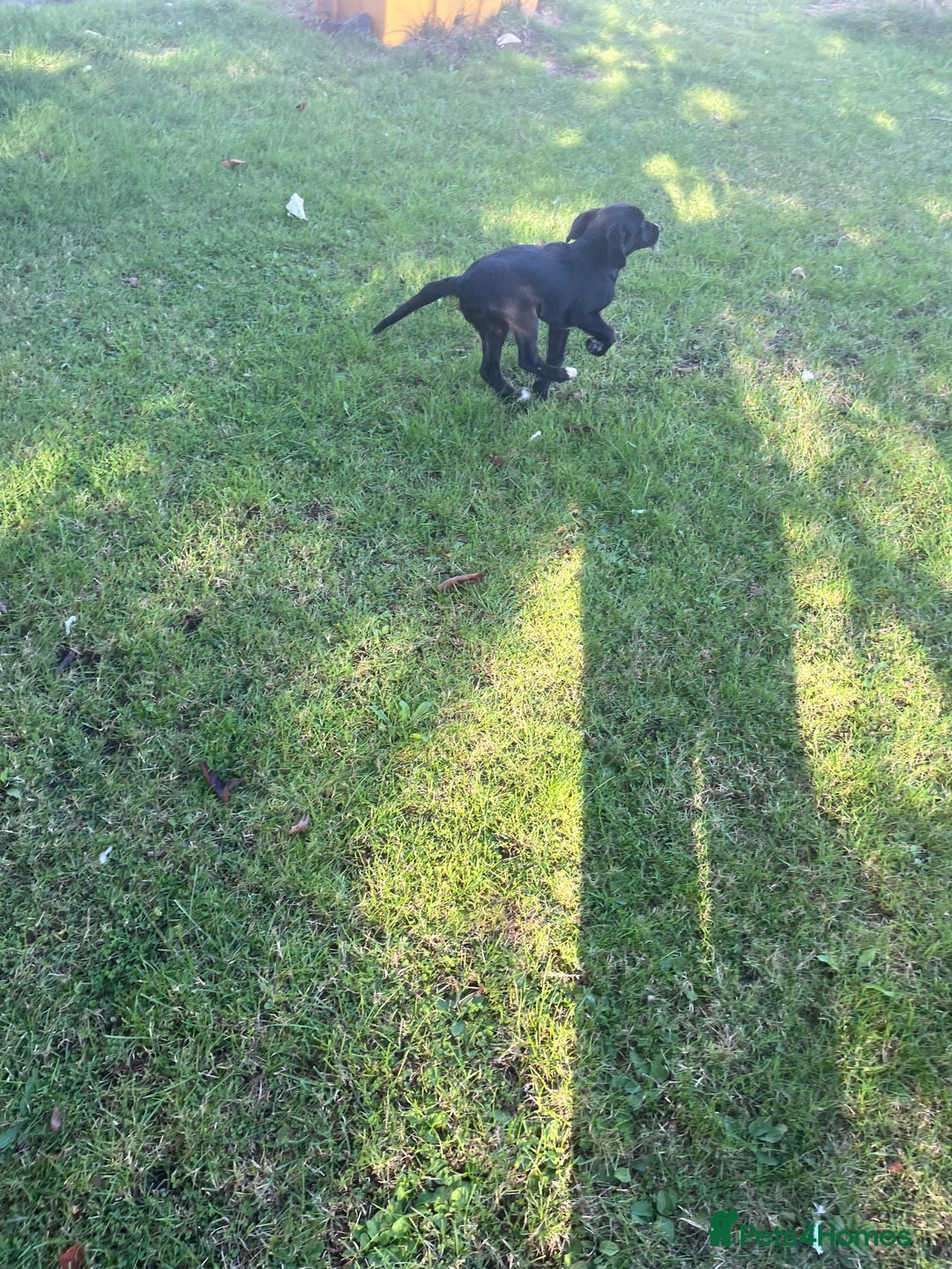 Mixed Breed dogs for sale: Puppy’s  - Image 3
