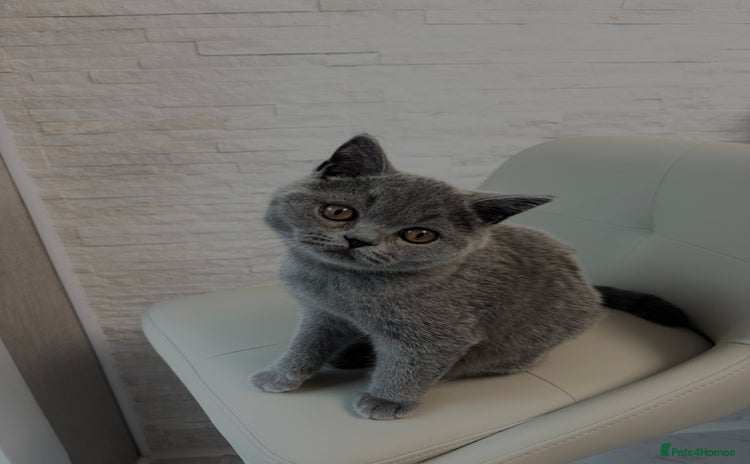 British Shorthair cats - Advert 11