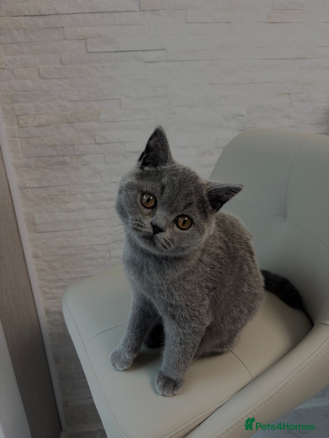 British Shorthair cats for sale: British Shorthair - Image 1