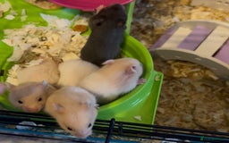 Hamster rodents for sale: Adorable Baby Syrian Hamsters 🐹  - Image 4