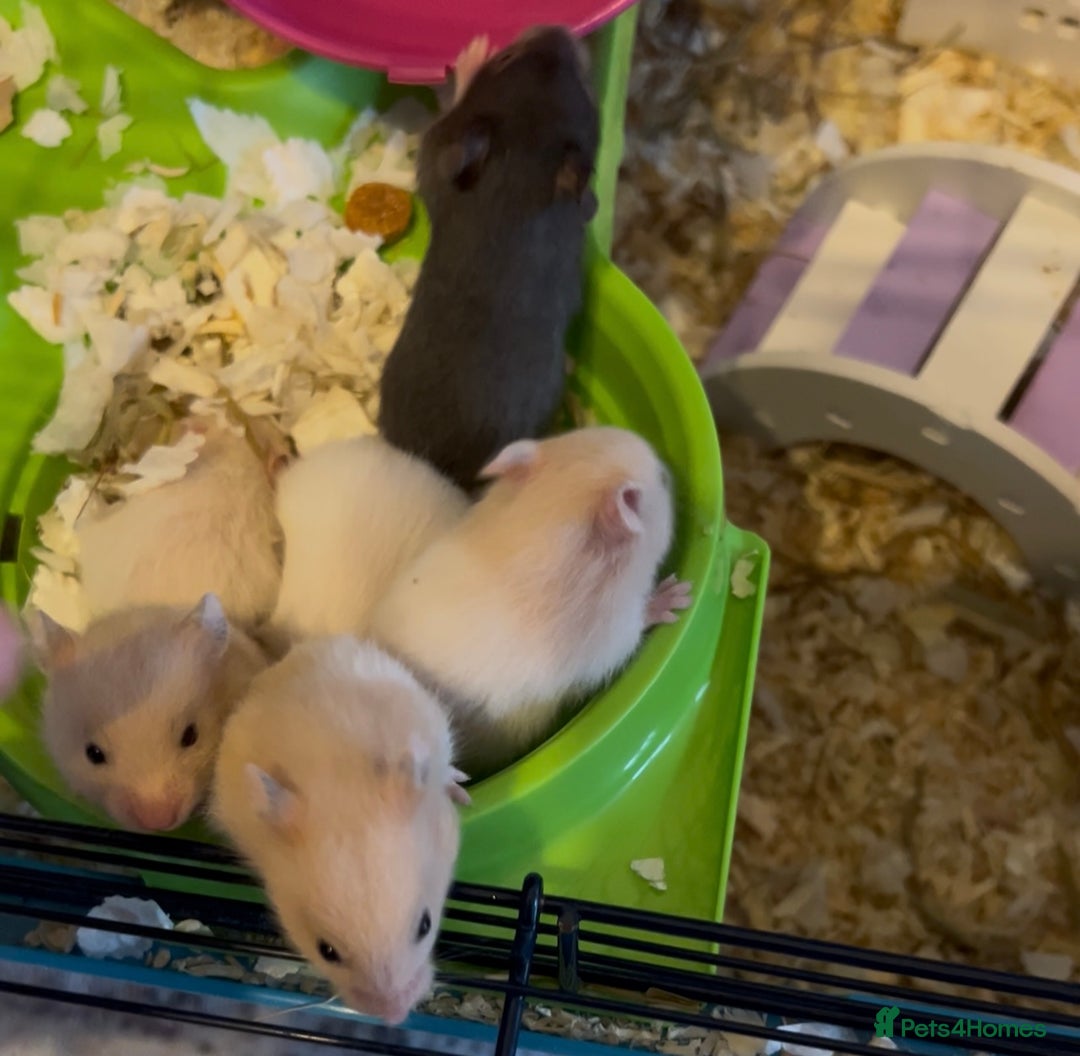 Hamster rodents for sale: Adorable Baby Syrian Hamsters 🐹  - Image 4