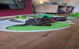 Persian cats for sale: A loveable Persian kitten - Image 23