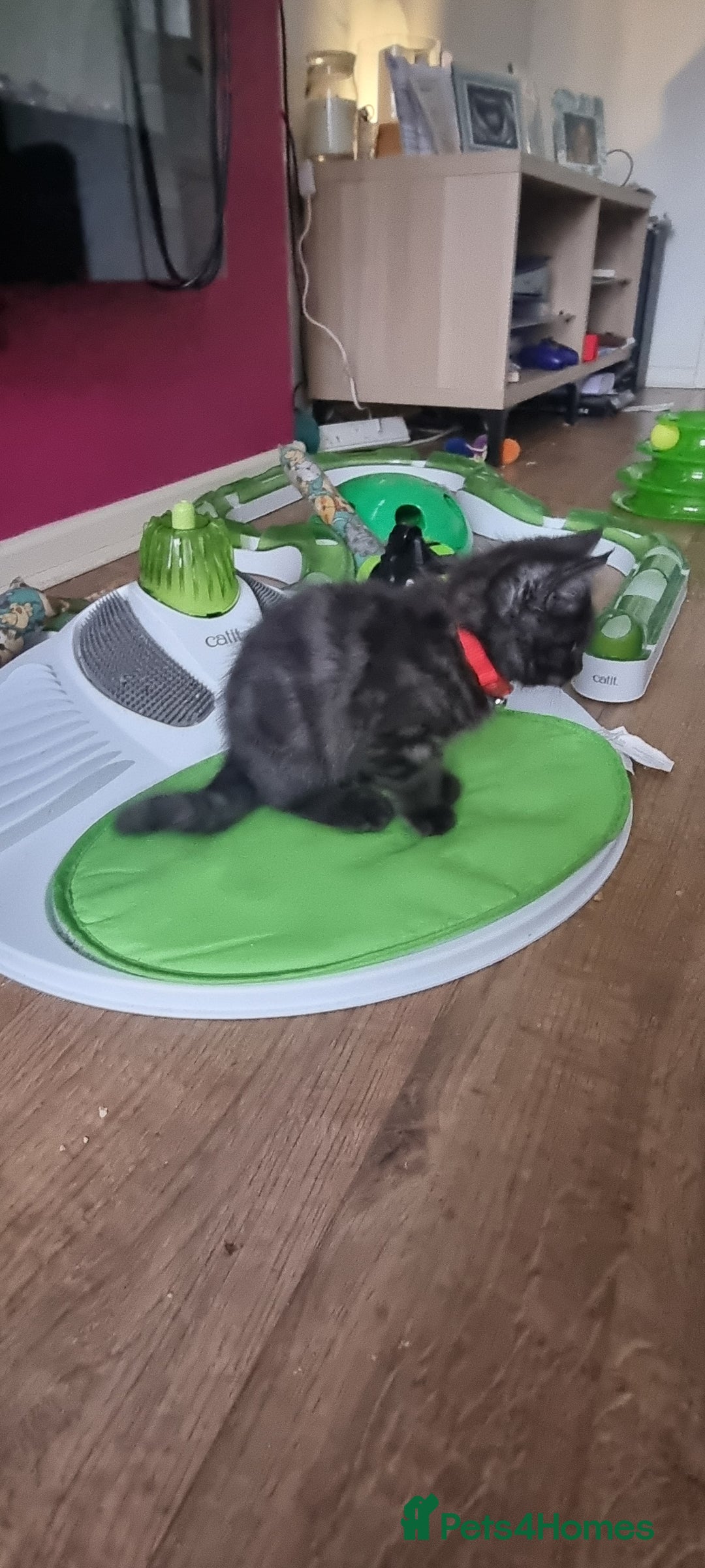 Persian cats for sale: A loveable Persian kitten - Image 23