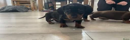 Miniature Dachshund dogs for sale: Miniature Dachshund puppies 🐶  - Advert 9