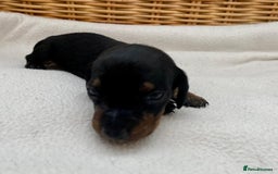 Dachshund dogs for sale: Sausage dachshund puppies  - Image 1