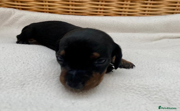 Dachshund dogs - Advert 5