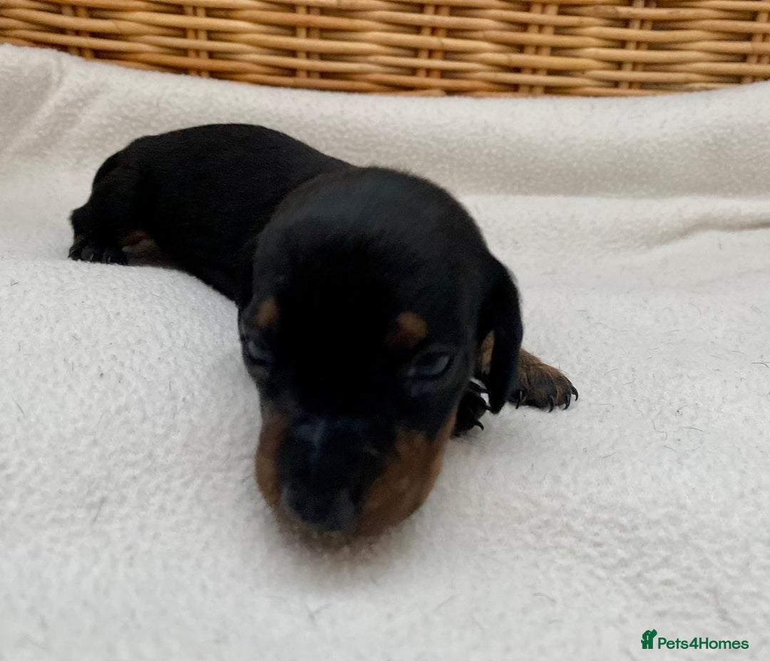 Dachshund dogs for sale: Sausage dachshund puppies  - Image 1