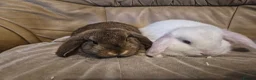 Mini Lop rabbits for sale: 2 Cute Baby Mini Lop Rabbits - Advert 2