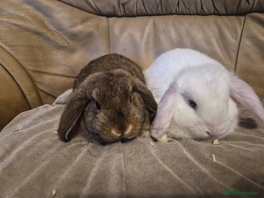 Mini Lop rabbits for sale: 2 Cute Baby Mini Lop Rabbits - Advert 2