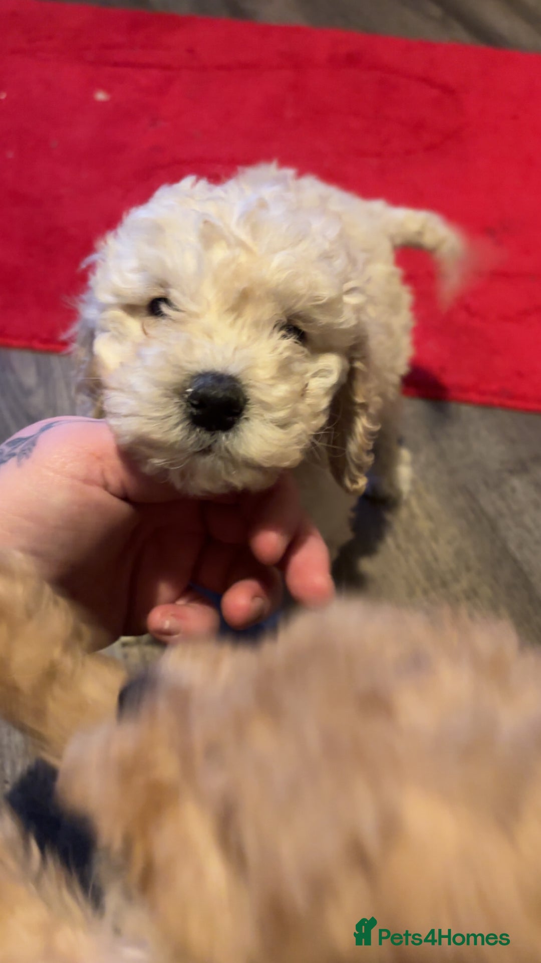 Miniature Poodle dogs for sale: Poodle puppies - Advert 4