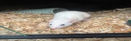 Rat rodents for sale: 2 female friendly rats  in Norwich - Advert 2