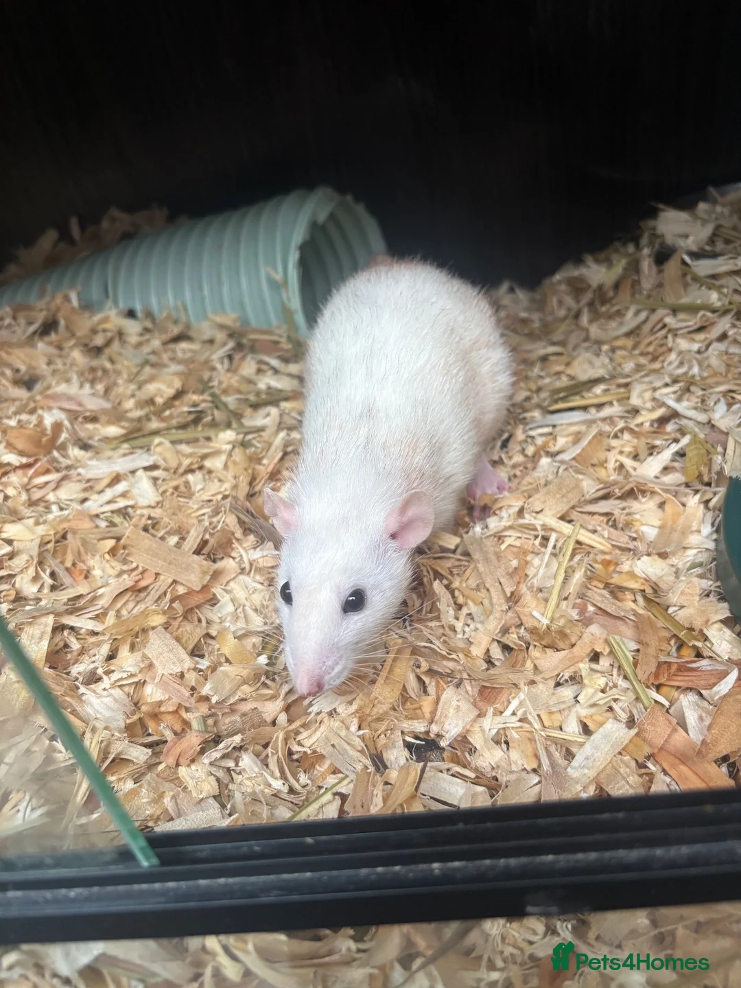 Rat rodents for sale: 2 female friendly rats  in Norwich - Advert 2