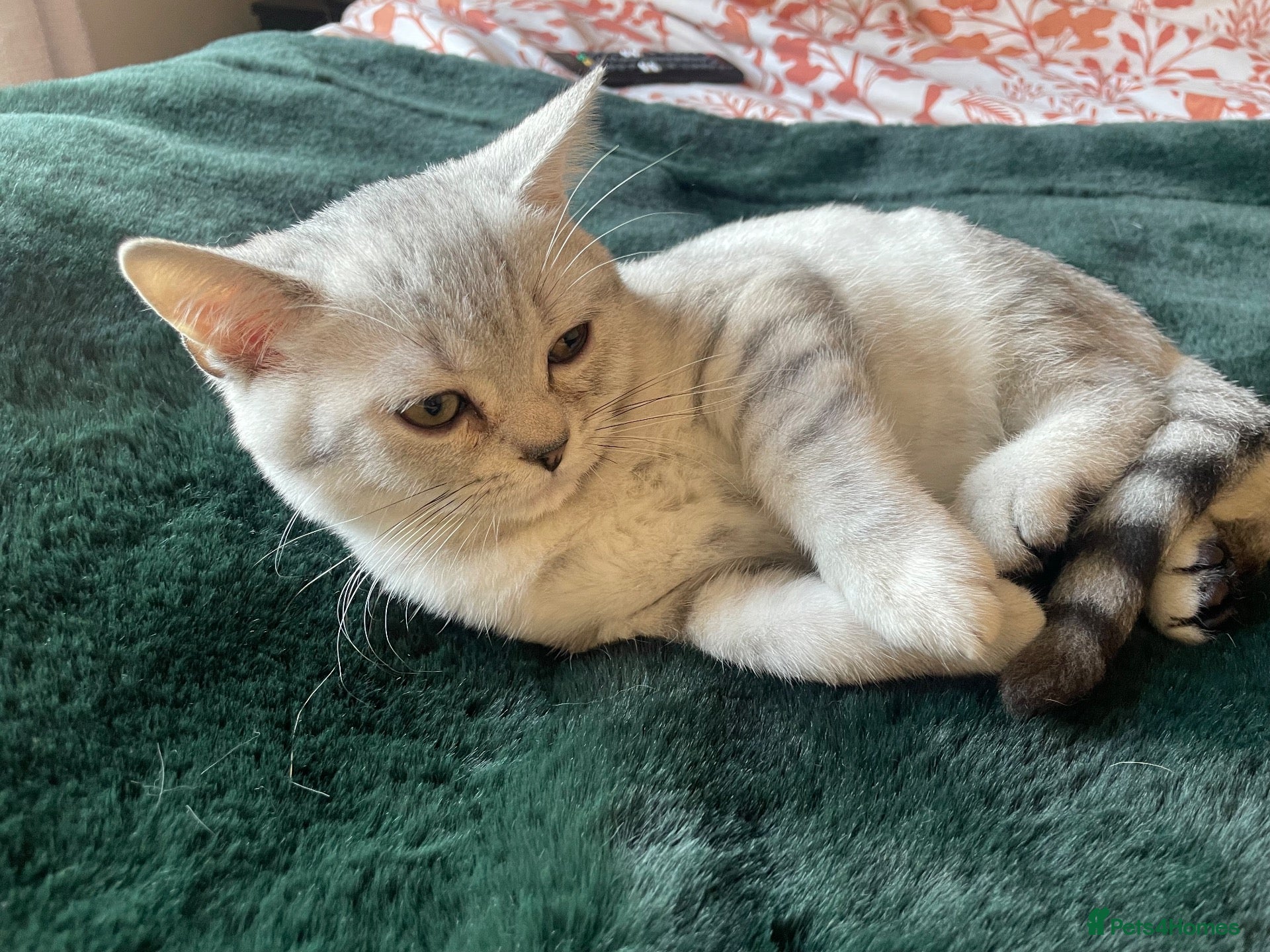 British Shorthair cats British Shorthair Kittens - Advert 2