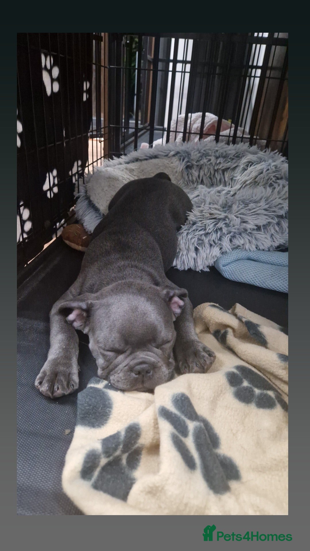 French Bulldog dogs for sale: Blue male French bulldog  - Image 7