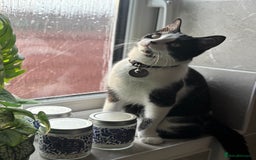 Turkish Van cats for sale: REMOMING 2 beautiful cats - Image 5