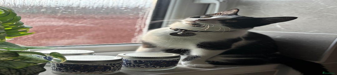 Turkish Van Kitten 2