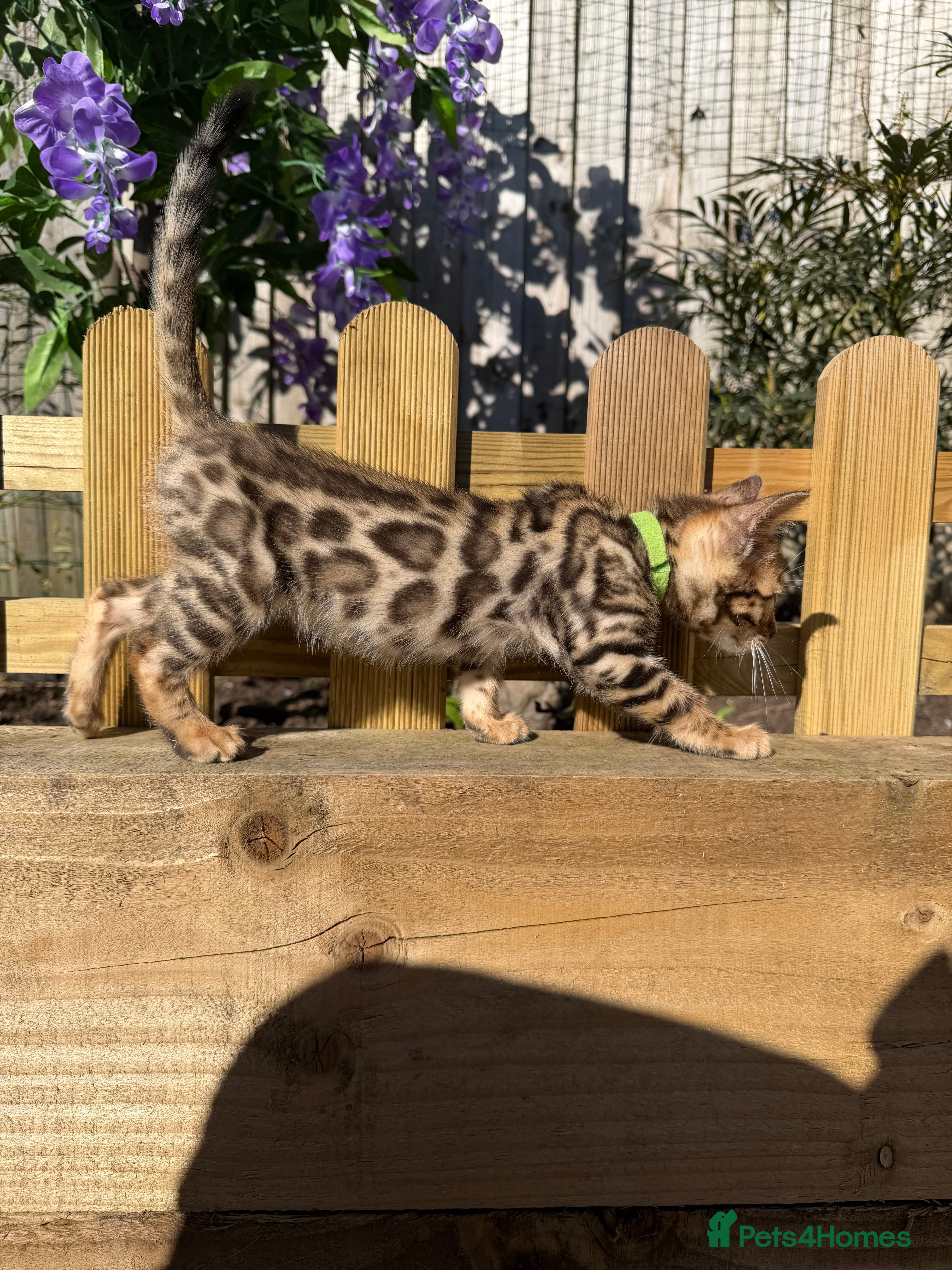 Bengal cats BEAUTIFUL BENGAL KITTENS FOR SALE- READY 03/04/26 - Advert 2