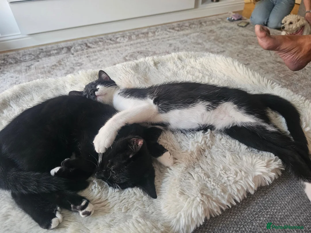 Domestic Shorthair cats for sale: Two beautiful, friendly female kittens in Broadstairs - Advert 6