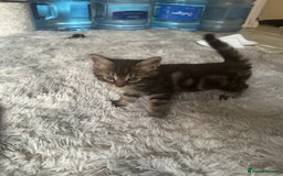 Domestic Shorthair cats for sale: Adorable Tabby Kittens Looking for Loving Homes  - Image 3