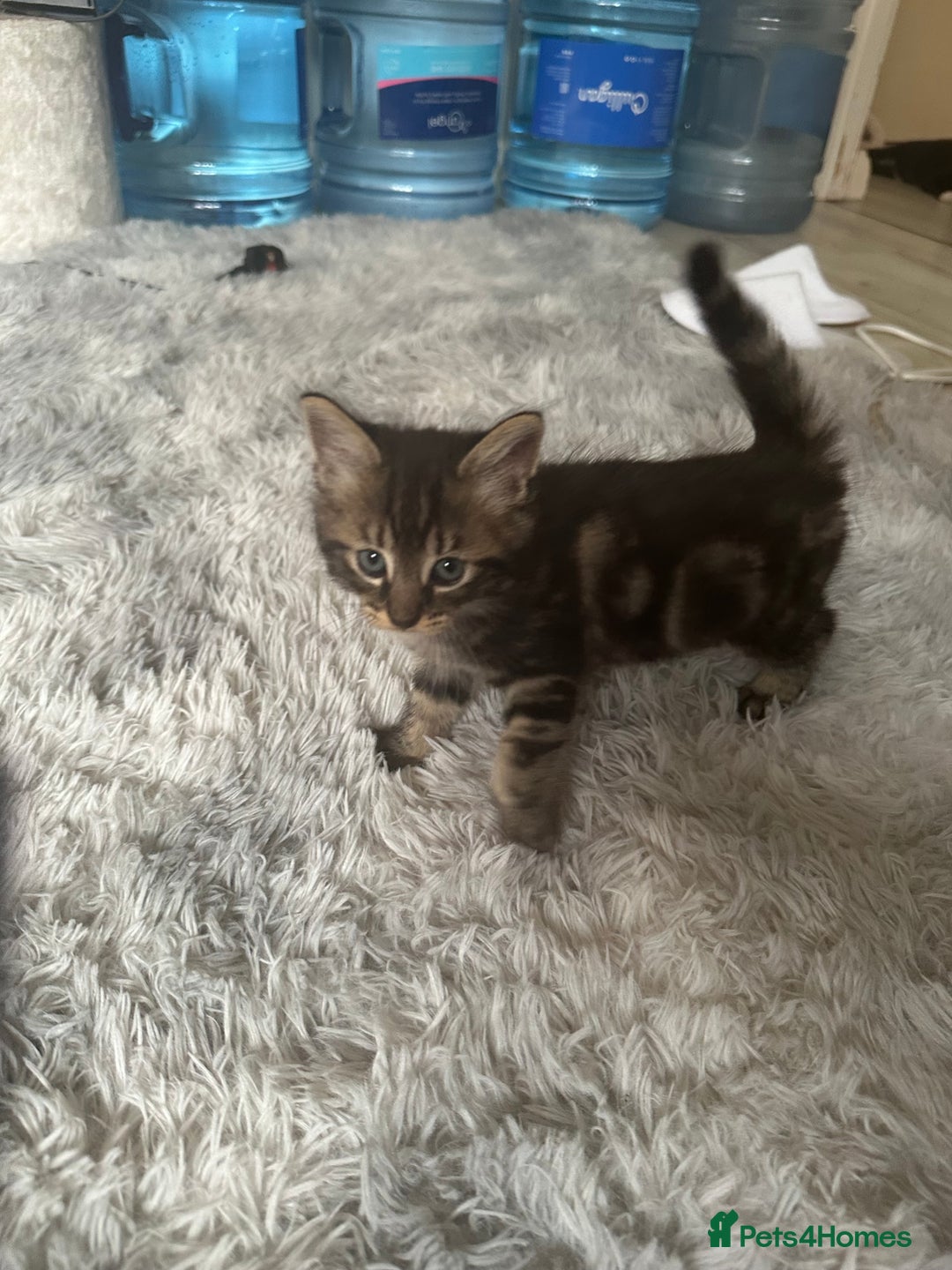 Domestic Shorthair cats for sale: Adorable Tabby Kittens Looking for Loving Homes  - Image 3