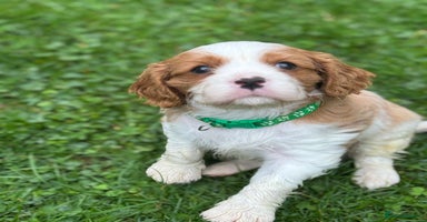 Cavalier King Charles Spaniel dogs - Advert 6