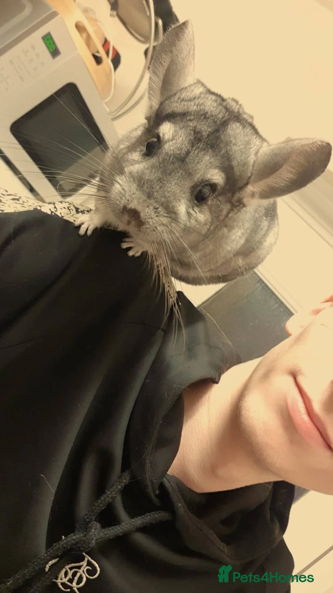 Chinchilla rodents for sale: Adorable Baby Chinchilla Kits – Loving Homes Only  - Advert 10